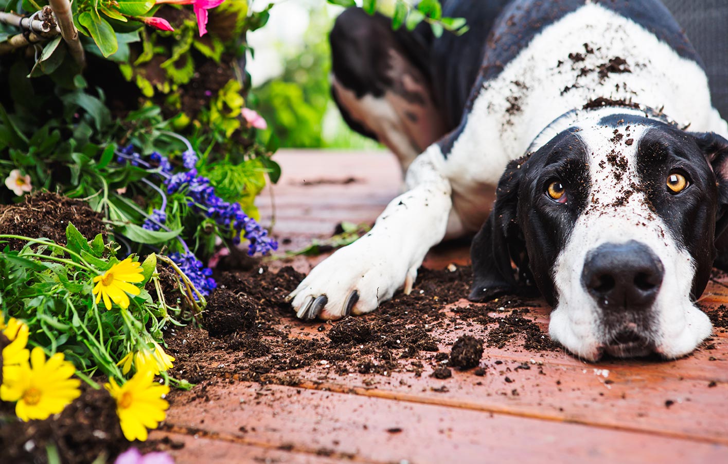 Terrassenreinigung nach Haustier-Chaos: Praktische Tipps für Holz- und WPC-Terrassen Hund liegt auf Terrasse zwischen umgestoßenen Blumen, Erde und Blüten auf Holzplanken.